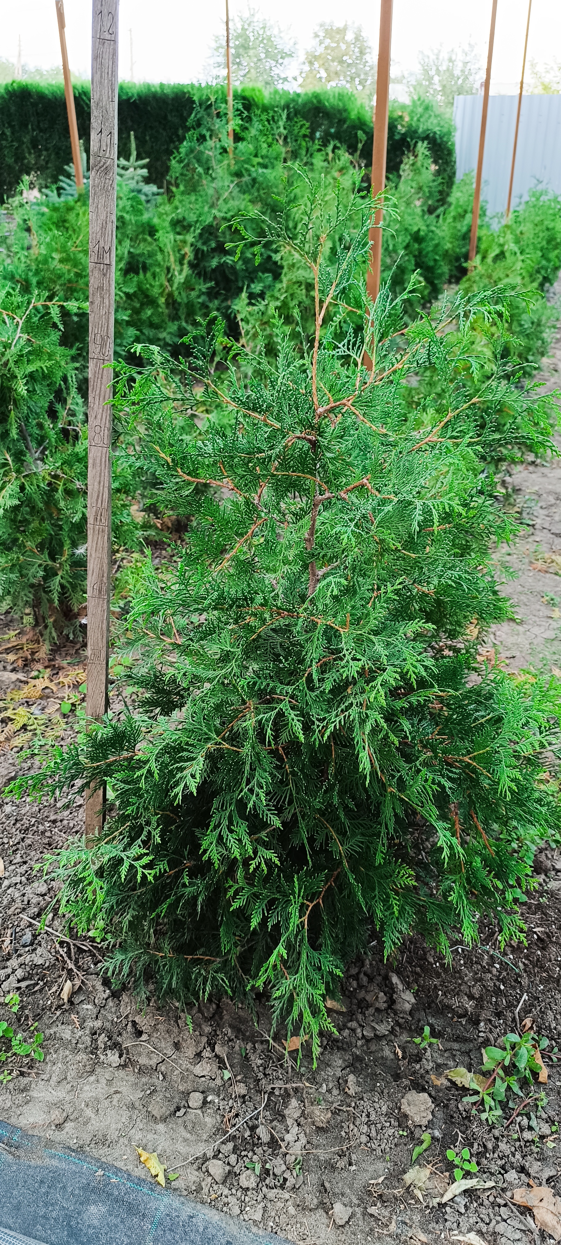Грунт 80-120см